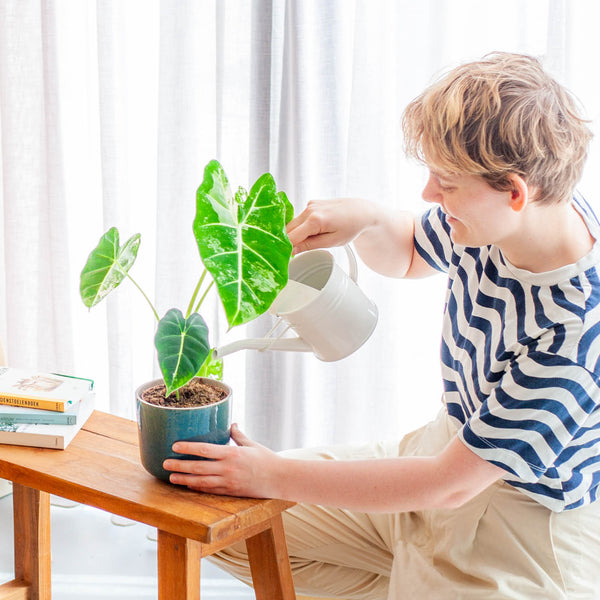 Frau gießt seltene Alocasia 'Frydek' Variegata