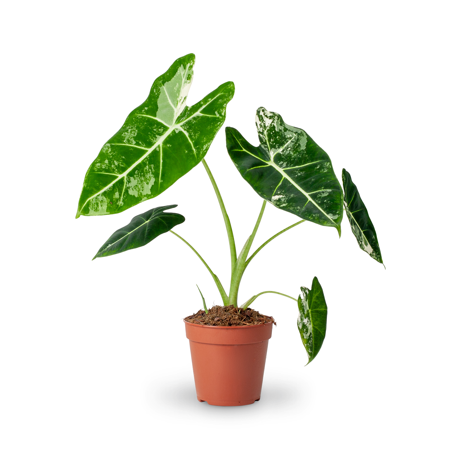 Alocasia 'Frydek' Variegata (Rarität) kaufen