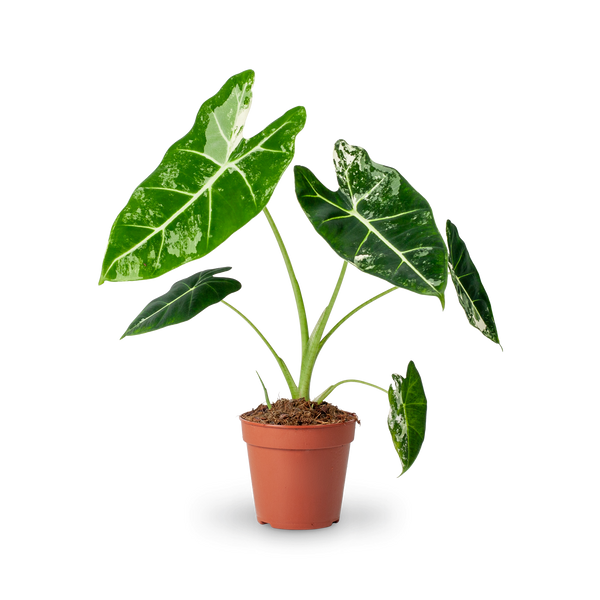 Alocasia 'Frydek' Variegata (Rarität) kaufen