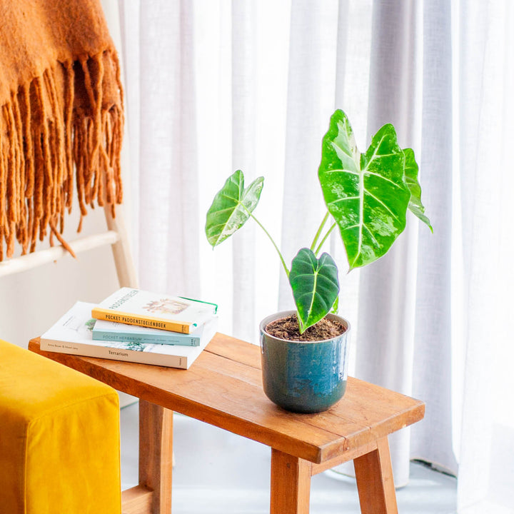 Alocasia micholitziana 'Frydek' als Zimmerpflanze im Wohnzimmer