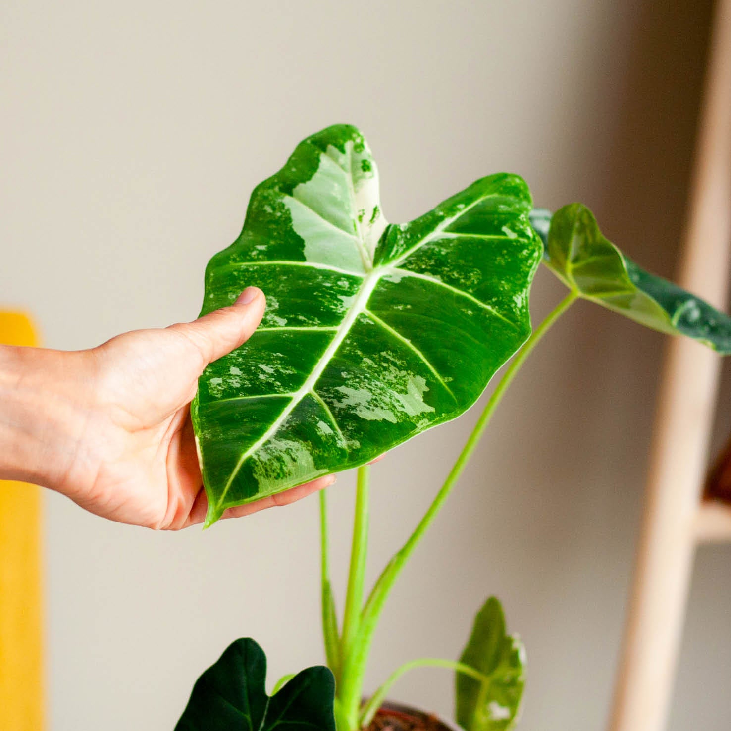 Hand berührt panaschiertes Blatt der Alocasia micholitziana 'Frydek' Variegata