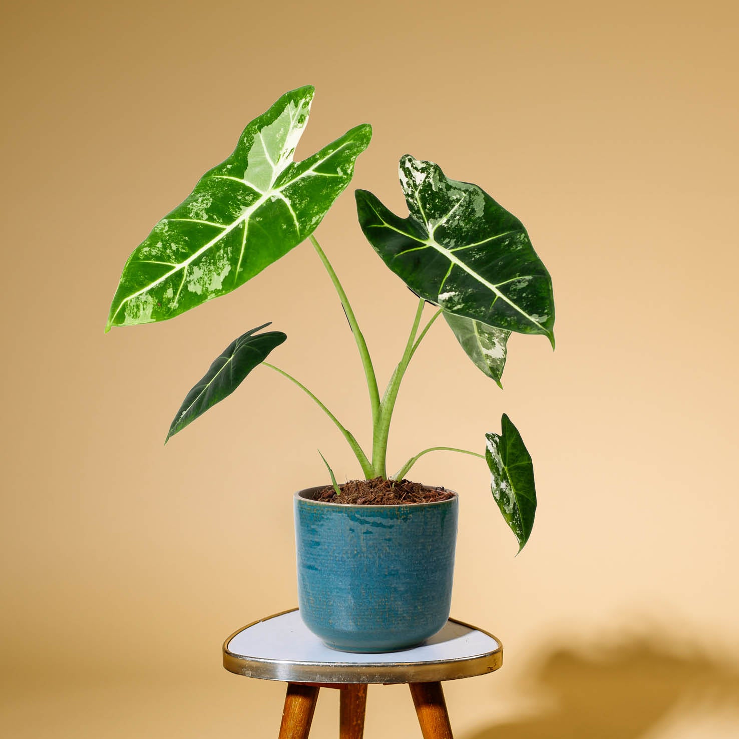 alocasia frydek variegata samen Alocasia 'Frydek' Variegata (Rarität) kaufen