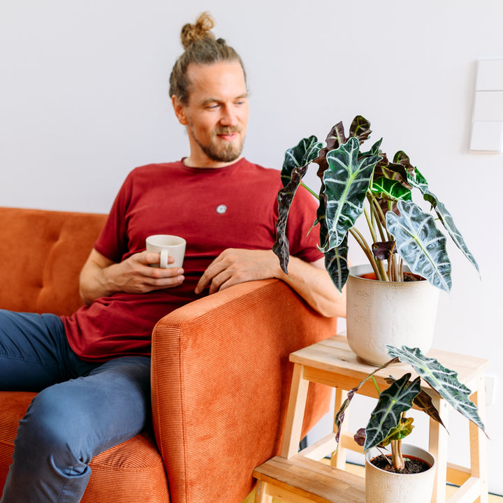 Mann mit Alocasia 'Polly' im Wohnzimmer