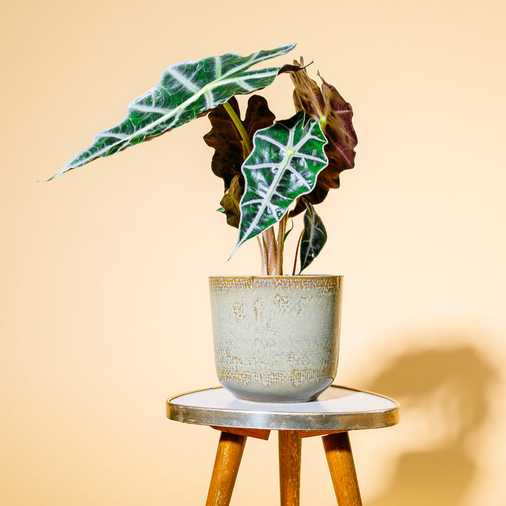 Alocasia 'Polly' als Zimmerpflanze