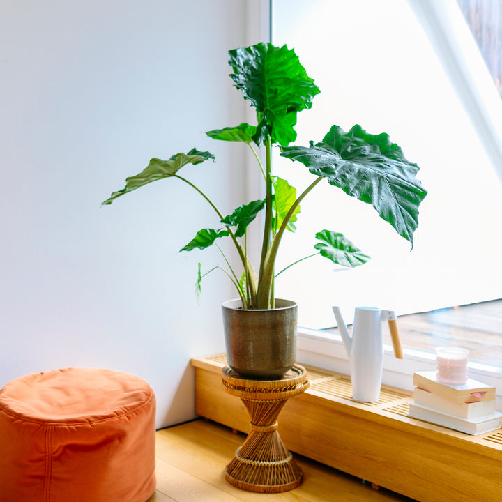 Alocasia portodora im Wohnzimmer