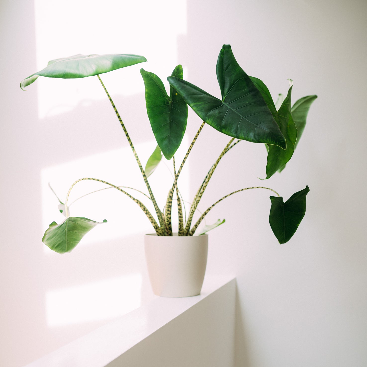 Alocasia zebrina im Wohnzimmer