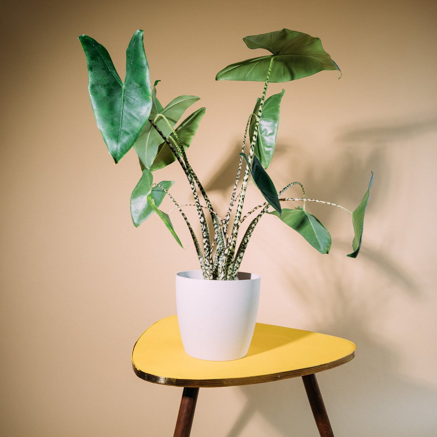 Alocasia zebrina als Zimmerpflanze