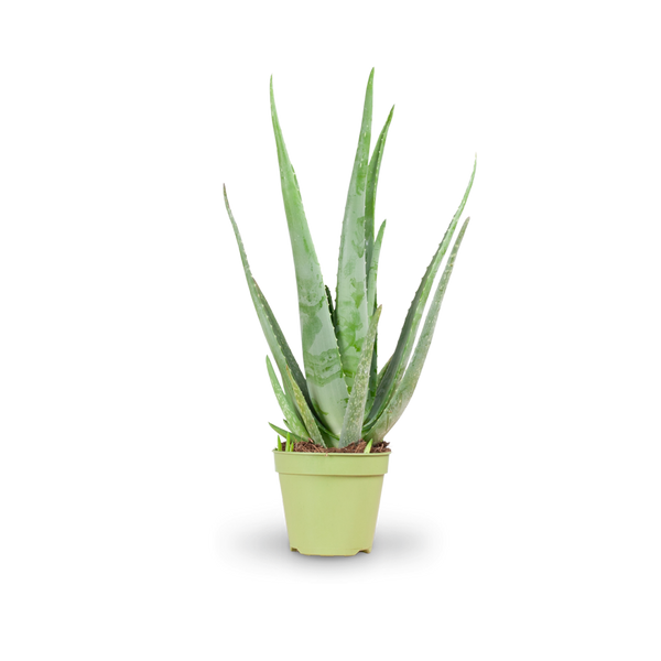 Große Aloe vera als Zimmerpflanze