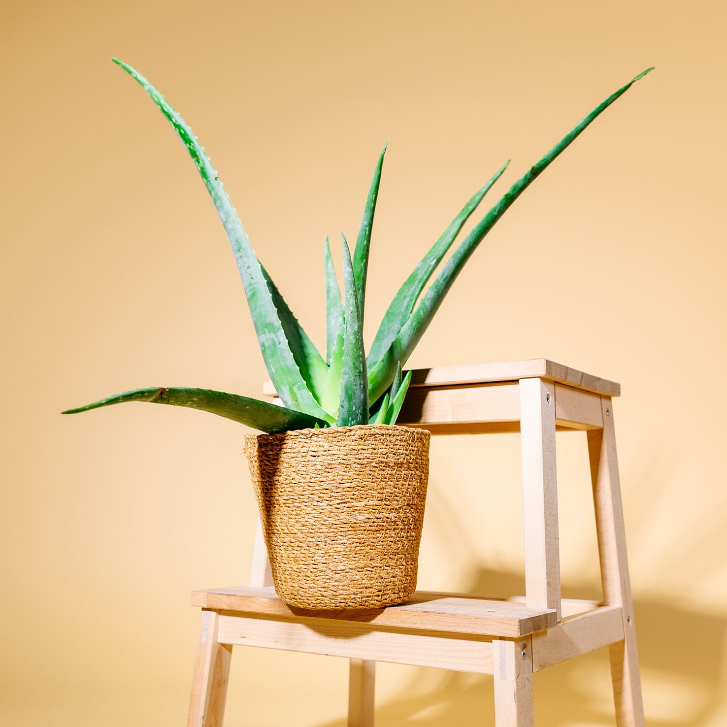 aloe vera in blumenerde Aloe vera (Echte Aloe) kaufen