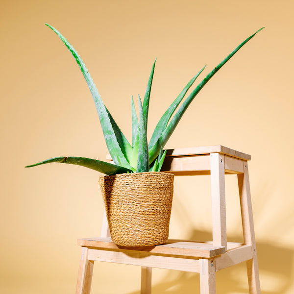 Aloe vera (Echte Aloe) kaufen
