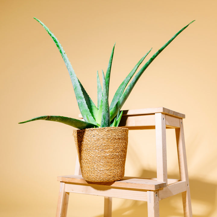 Aloe vera als Zimmerpflanze