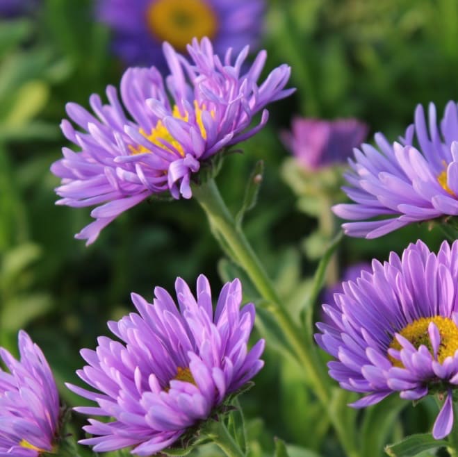 Alpen-Aster 'Dunkle Schöne' Violett