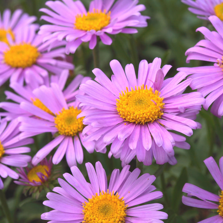 Alpen-Aster 'Happy End' Rosa
