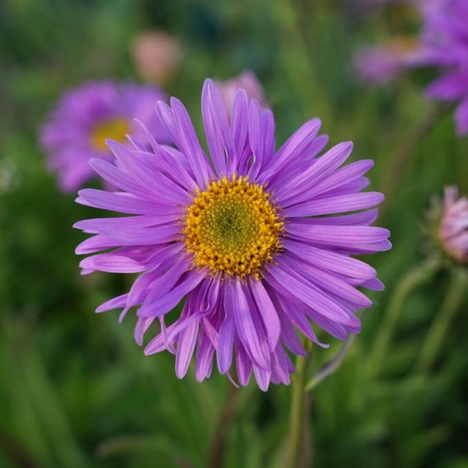 Alpen-Aster 'Happy End' Rosa