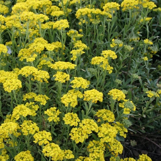 Alyssum montanum 'Berggold'