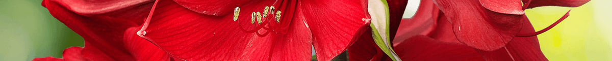 Amaryllis