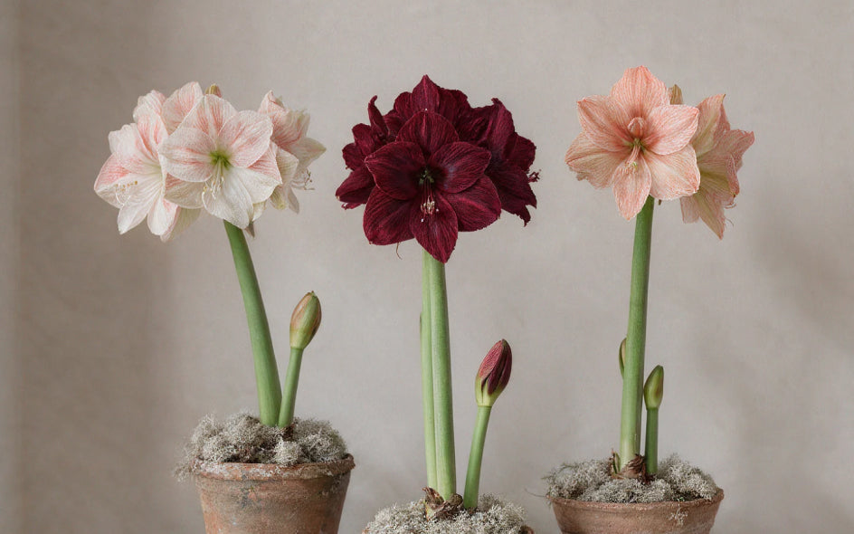 Drei Amaryllis-Pflanzen in Töpfen mit unterschiedlichen Blütenfarben