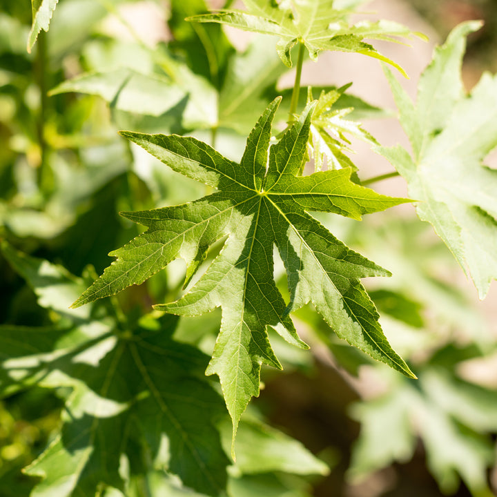Blätter des Liquidambar styraciflua 'Worplesdon'