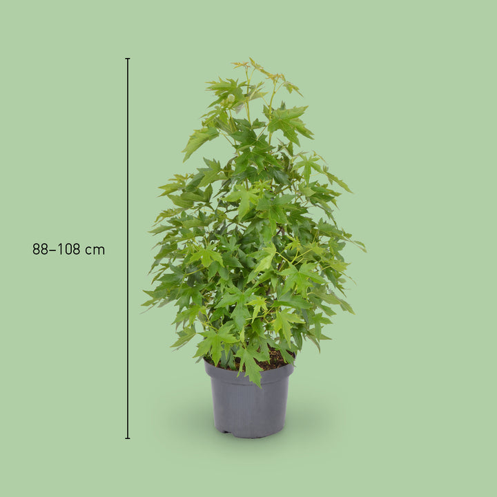 Größe des Amberbaum 'Worplesdon'