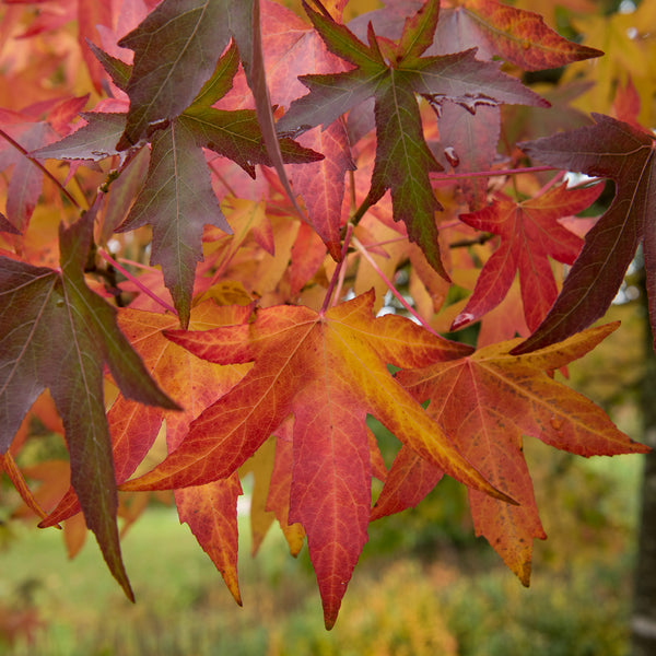 Herbstfärbung des Amberbaum 'Worplesdon'