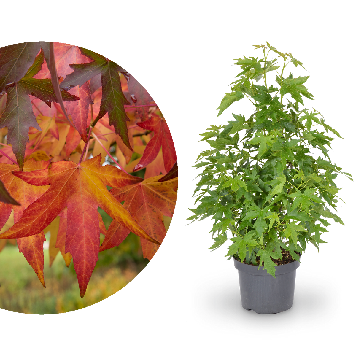 Amberbaum 'Worplesdon'