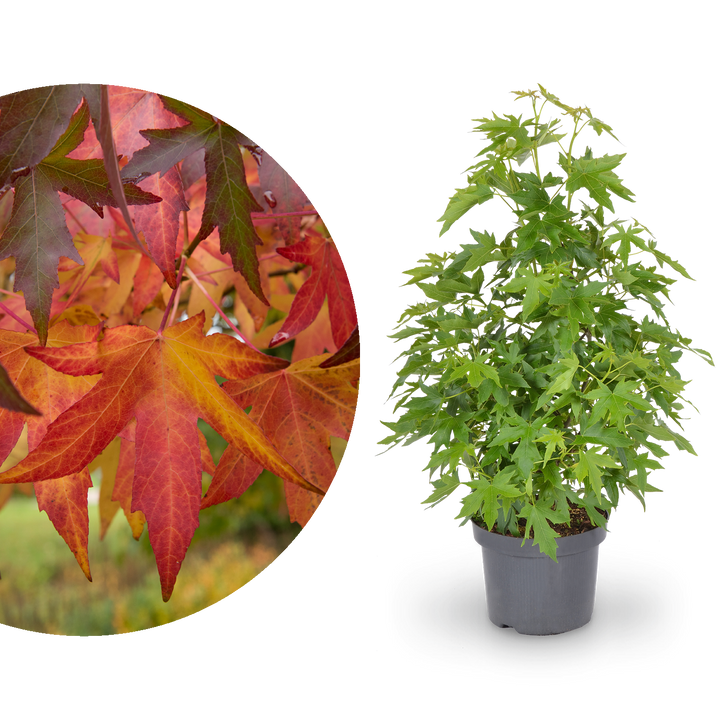 Amberbaum 'Worplesdon'