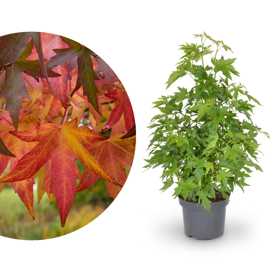 Amberbaum 'Worplesdon'