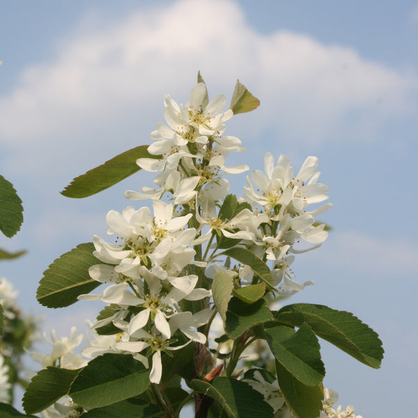 Blüte von Amelanchier alnifolia 'Obelisk'®