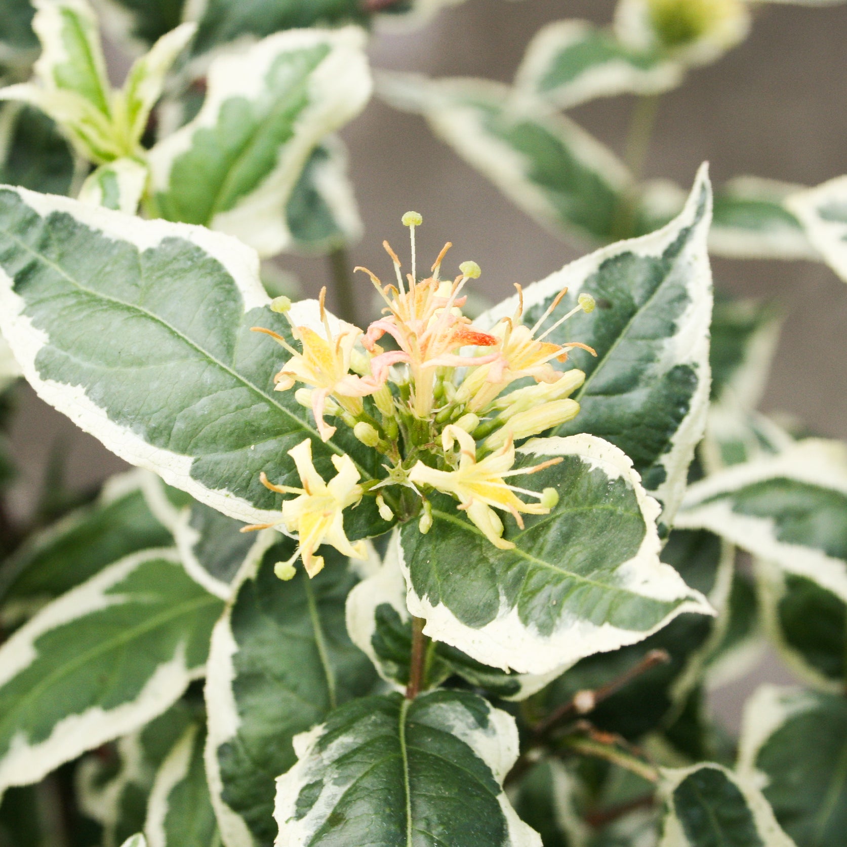 Blüte der Weigelie 'Cool Splash'