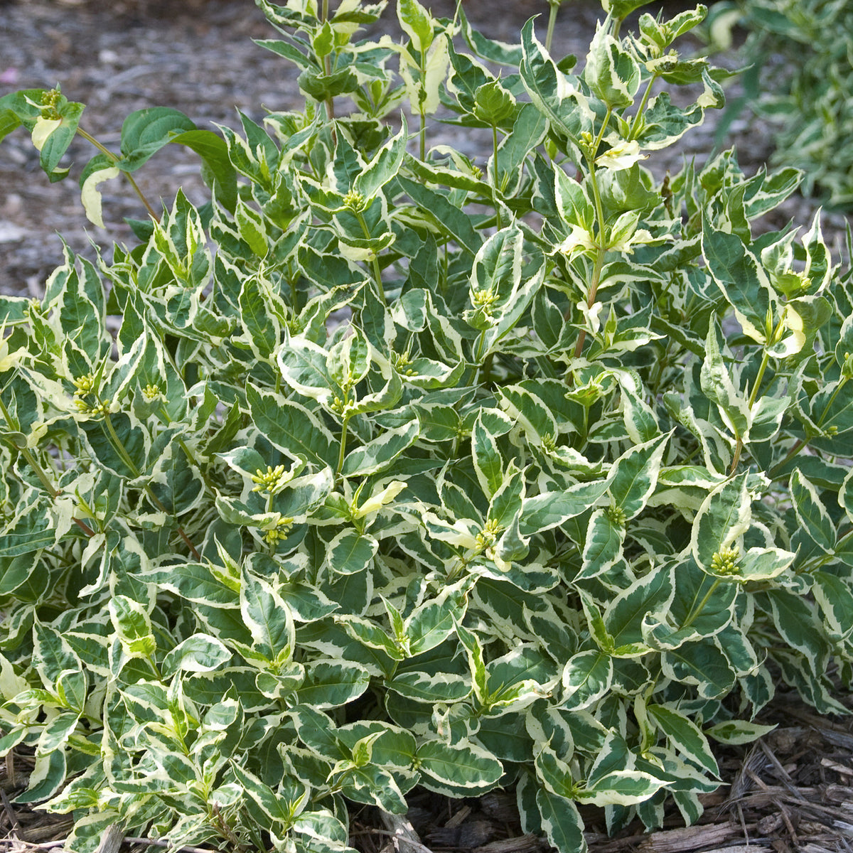 Weigelie 'Cool Splash' im Garten