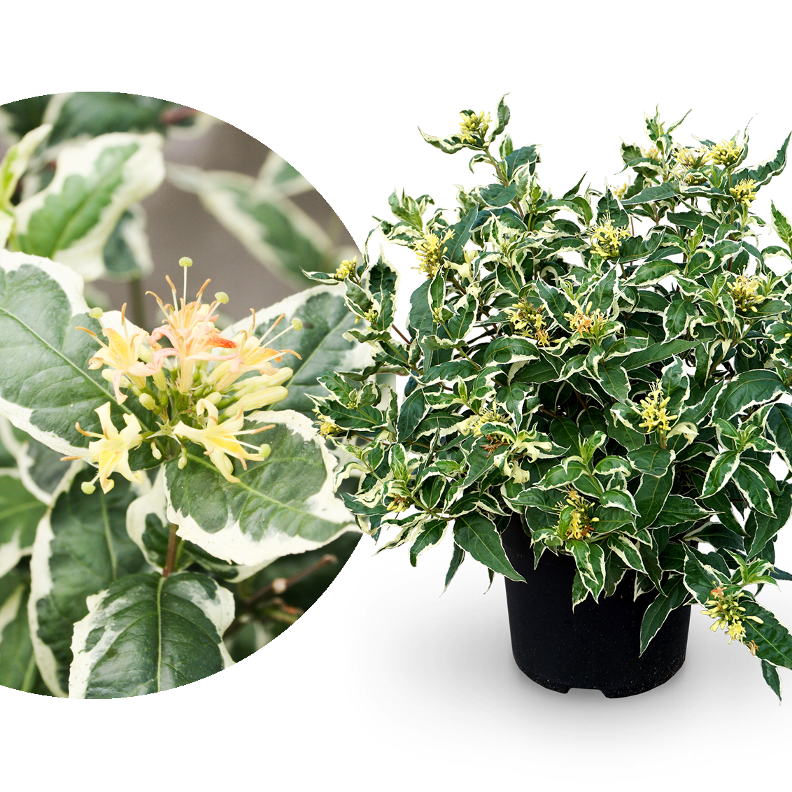 Amerikanische Weigelie 'Cool Splash'® Leuchtend Gelb