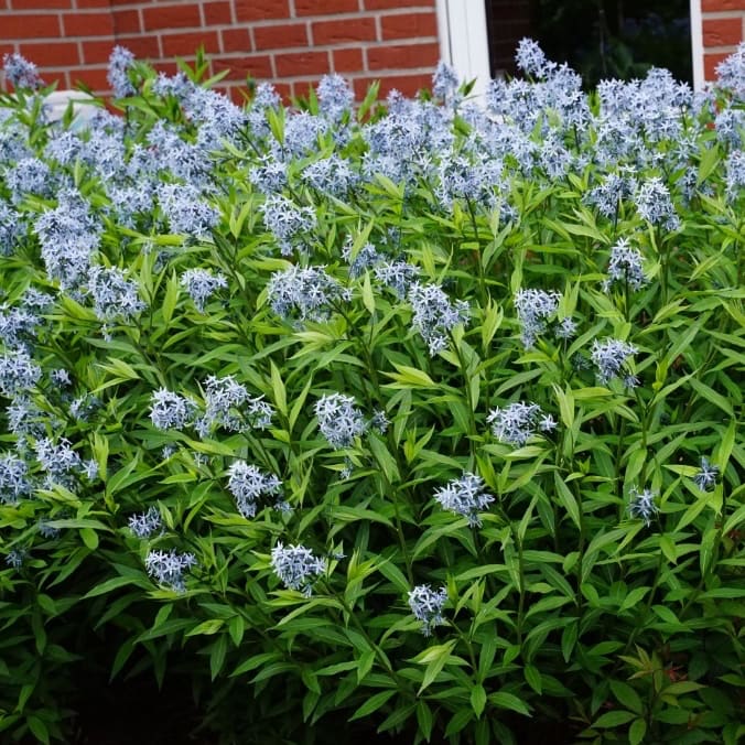 Amsonia tabernaemontana var.salicifolia