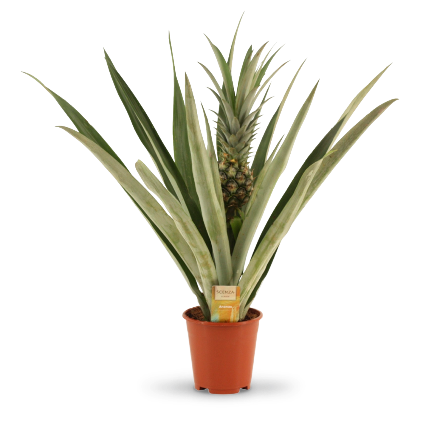Ananaspflanze (Ananas comosus) kaufen