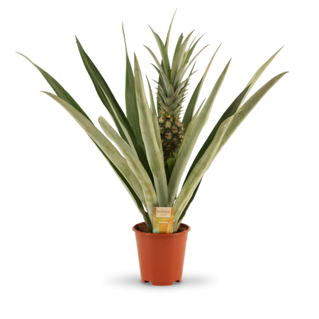 Ananaspflanze (Ananas comosus) kaufen
