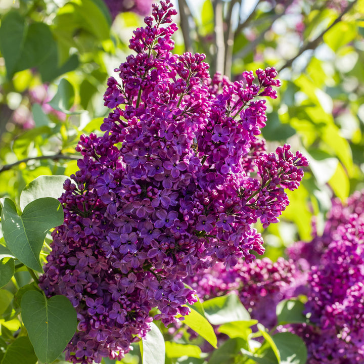 Lila Blüten des Flieders 'Andenken an Ludwig Späth'
