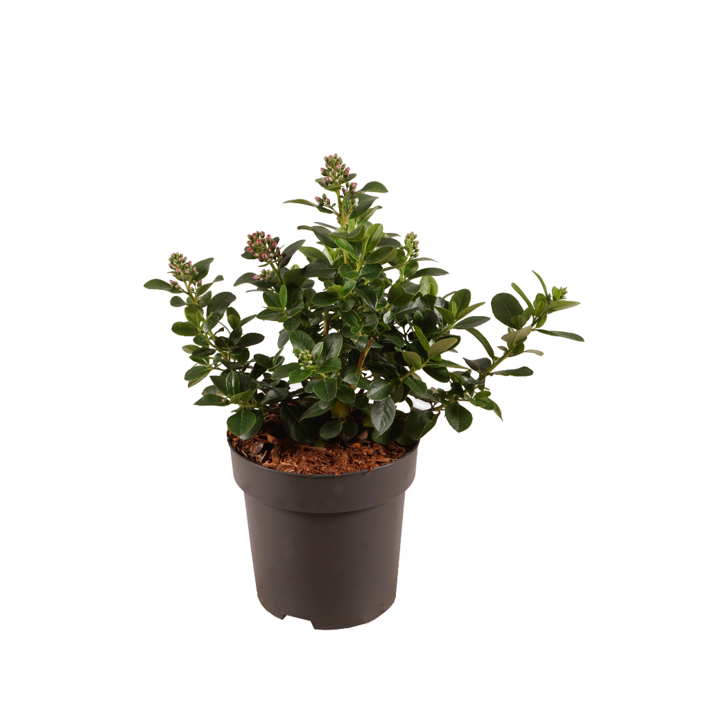 Andenstrauch 'Pink Elle' Rosa