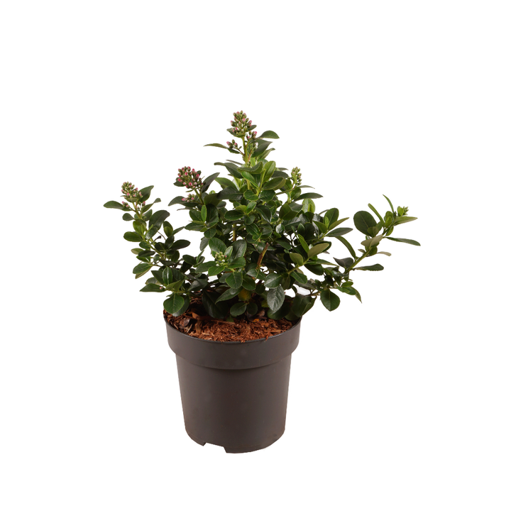 Andenstrauch 'Pink Elle' Rosa