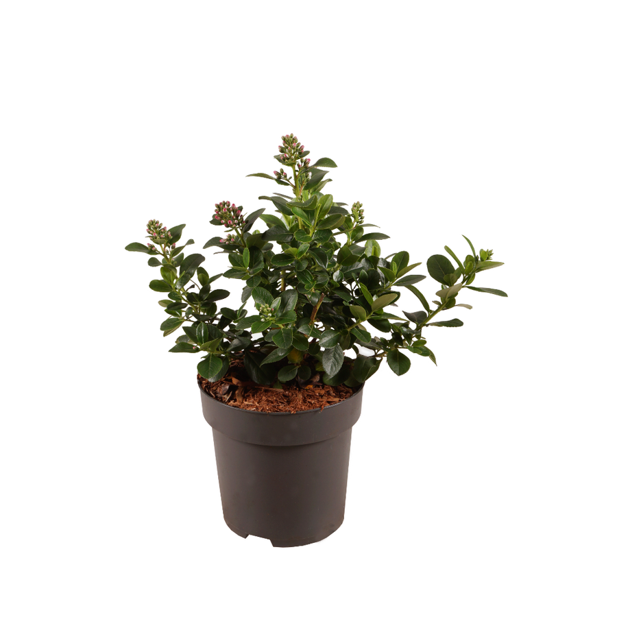 Andenstrauch 'Pink Elle' Rosa