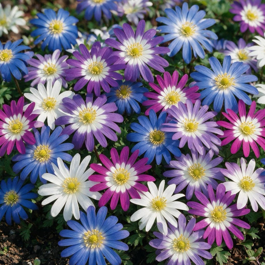 Anemonen Mix