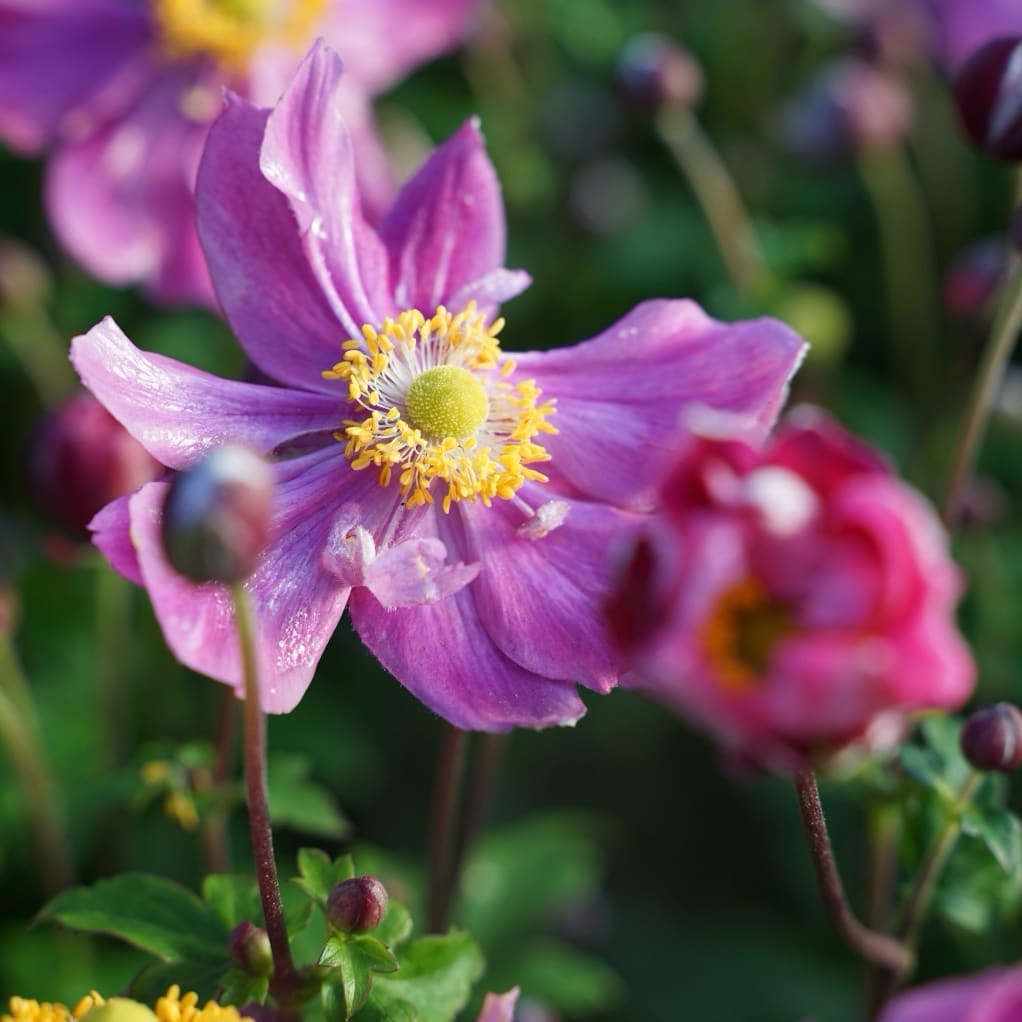 Anemone Fantasy 'Ariel'®