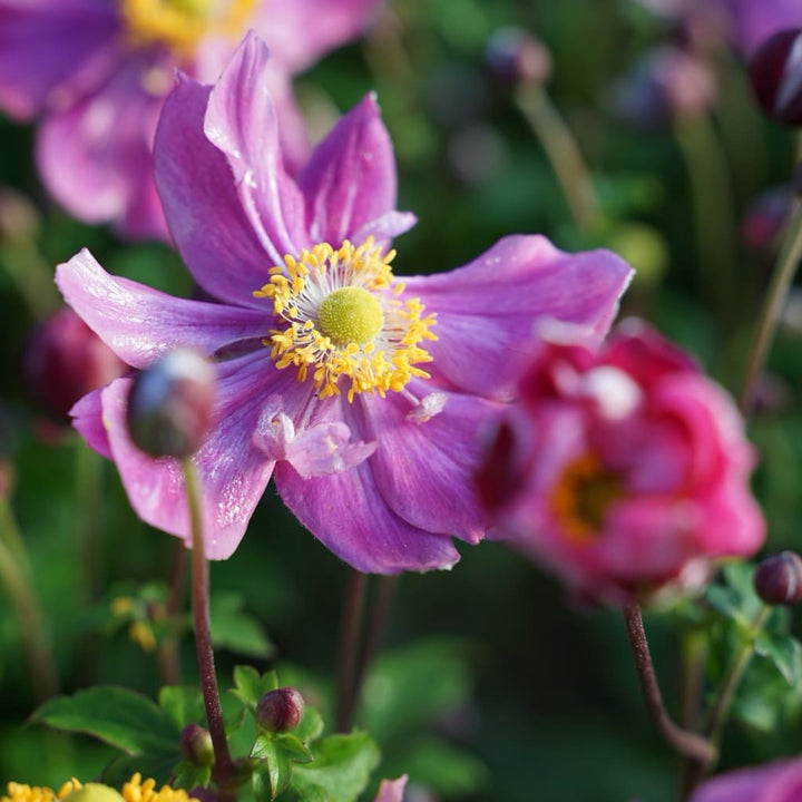 Anemone Fantasy 'Ariel'®