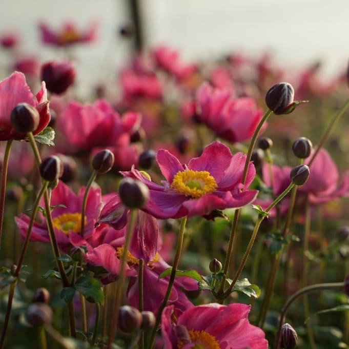 Anemone Fantasy 'Ariel'®