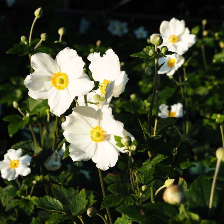 Anemone japonica 'Honorine Jobert'