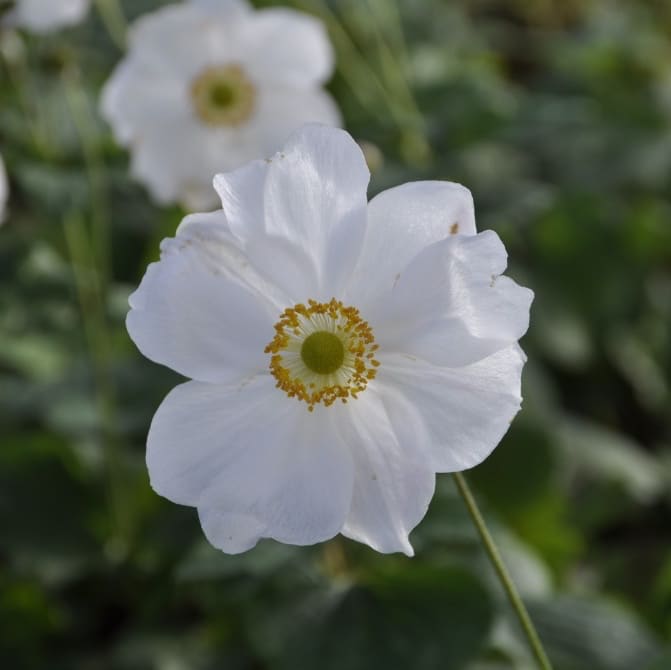 Anemone japonica 'Honorine Jobert'