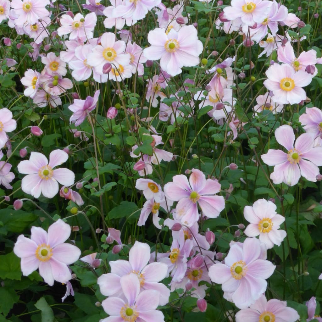 Anemone japonica 'Königin Charlotte'