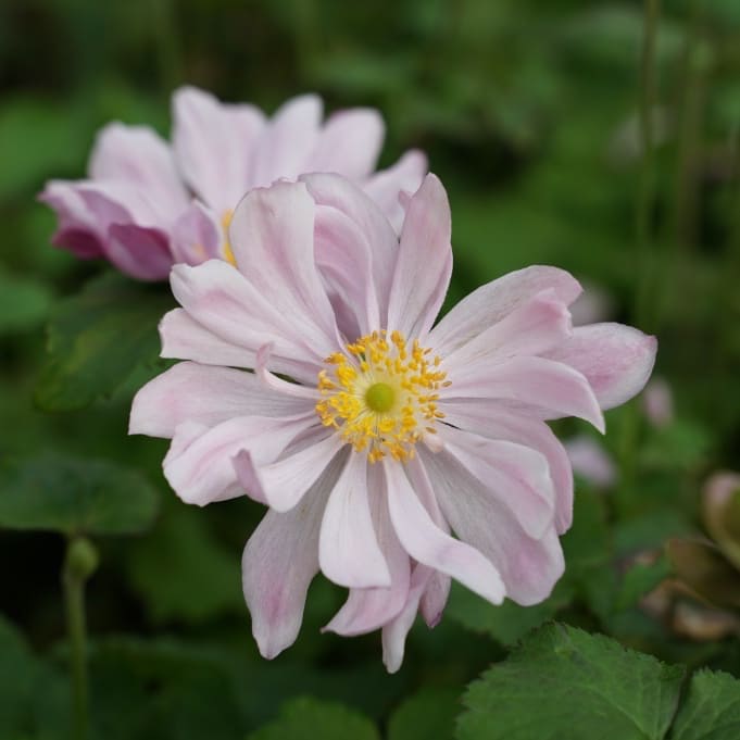 Anemone japonica 'Königin Charlotte'