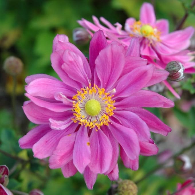 Anemone japonica 'Pamina'
