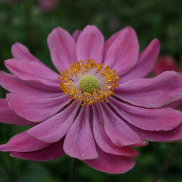 Anemone japonica 'Pamina'