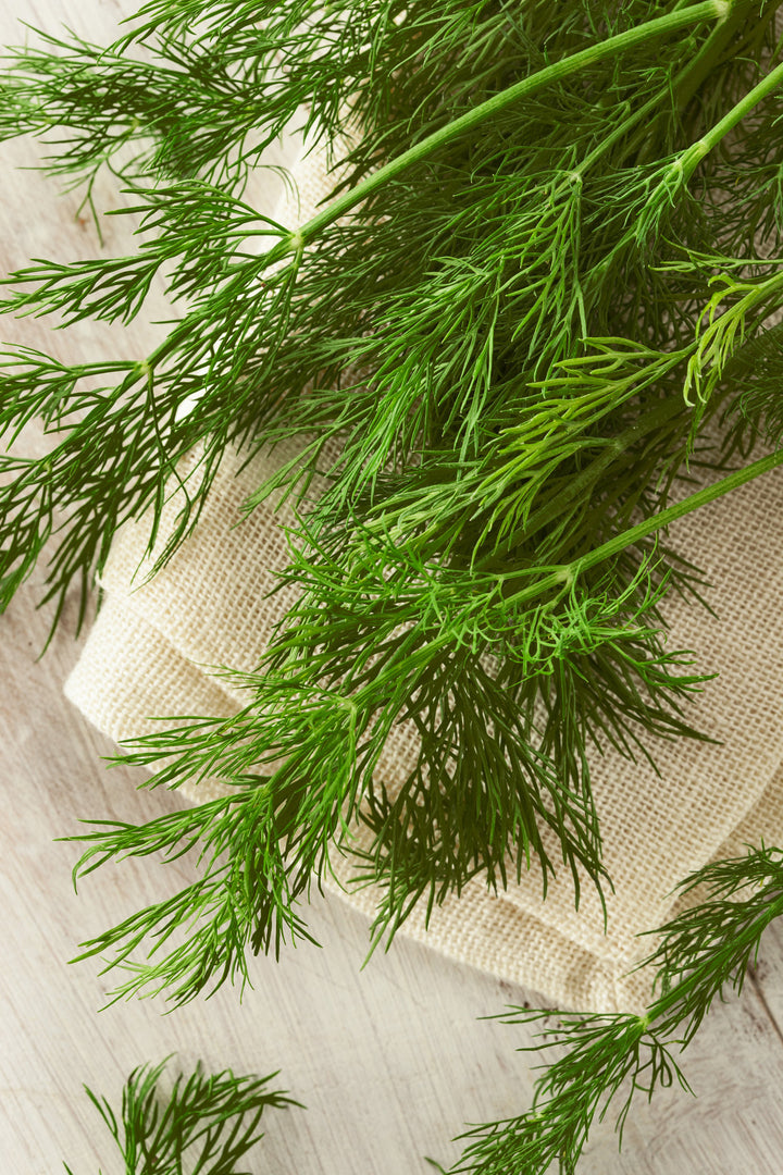 Anethum graveolens 'Blattreicher'