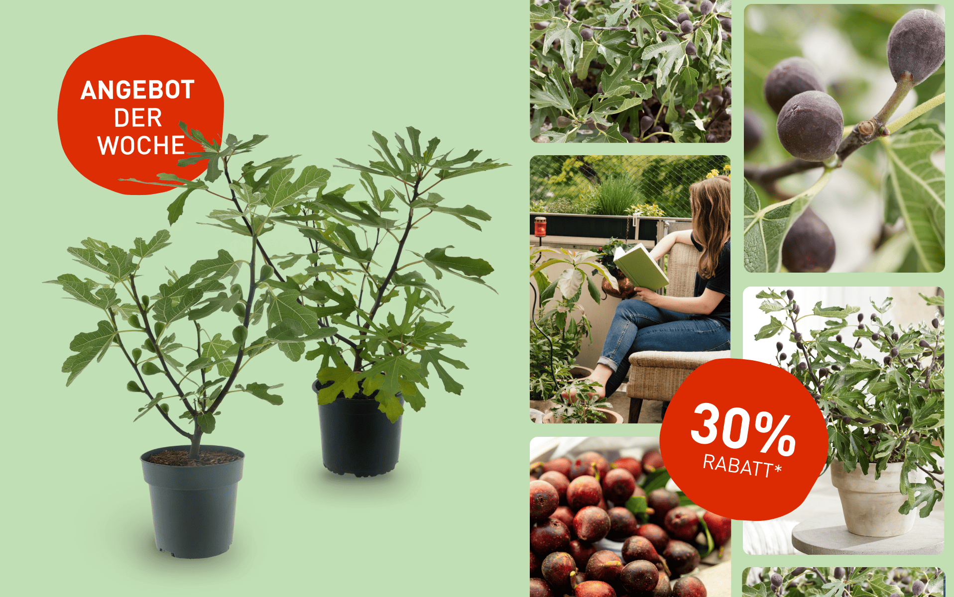 Angebot der Woche: 30% auf Feigenbäume
